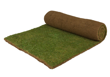 GHG Greens Bentgrass