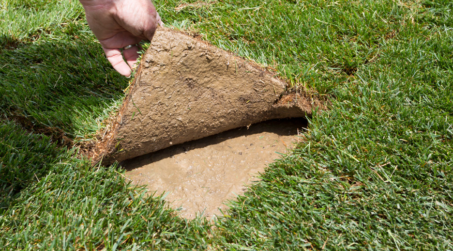 Sod Consultation-Tips for Success